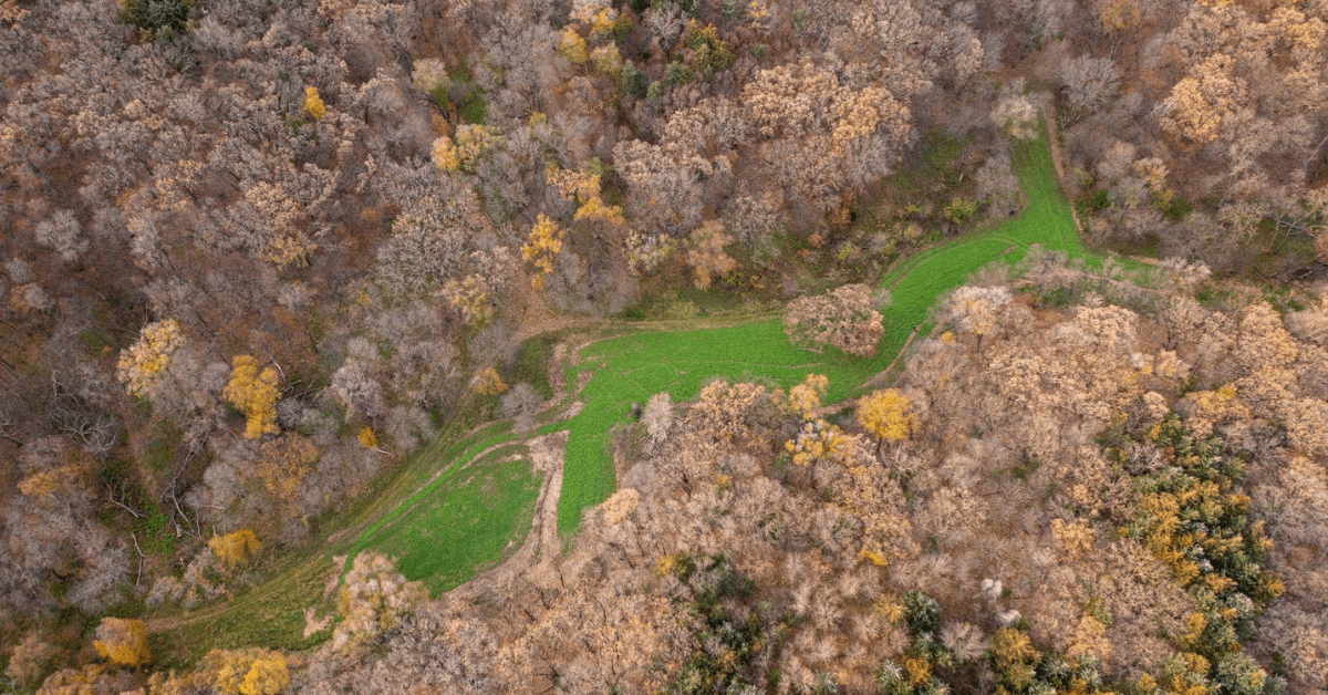 To Till or Not To Till? Benefits and Trade-Offs When Establishing Your Food Plots